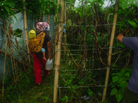 Nurhalimah Br Sembiring Milala, 33, is seen working with her two-year-old child, Gloria Br Ginting, on her plantation in Gamber Village, Sim...