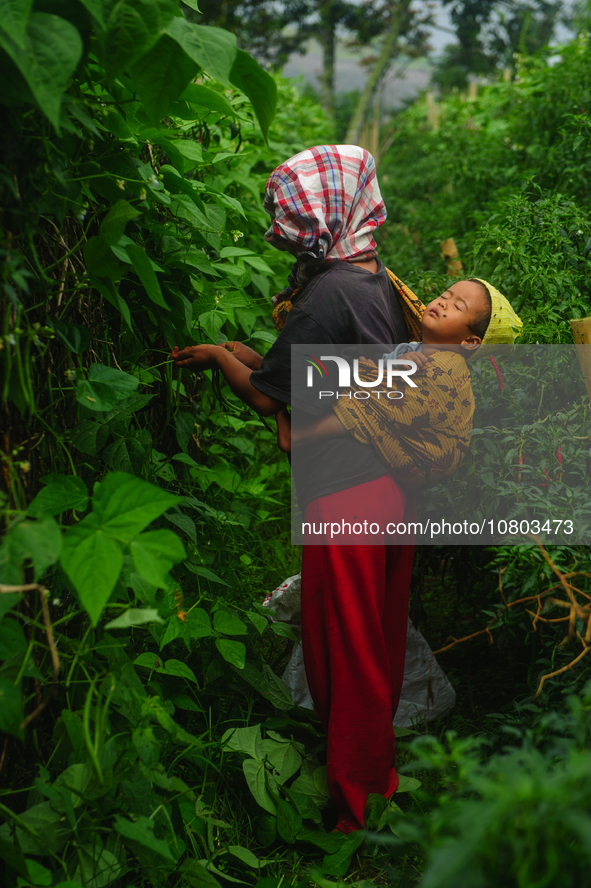 Nurhalimah Br Sembiring Milala, 33, is seen working with her two-year-old child, Gloria Br Ginting, on her plantation in Gamber Village, Sim...