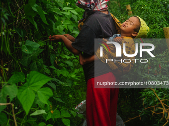 Nurhalimah Br Sembiring Milala, 33, is seen working with her two-year-old child, Gloria Br Ginting, on her plantation in Gamber Village, Sim...