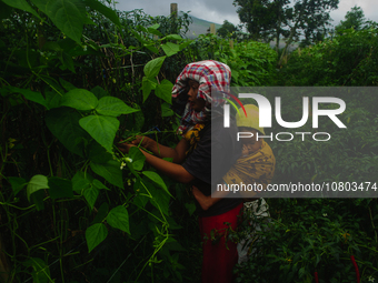 Nurhalimah Br Sembiring Milala, 33, is seen working with her two-year-old child, Gloria Br Ginting, on her plantation in Gamber Village, Sim...