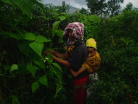 Nurhalimah Br Sembiring Milala, 33, is seen working with her two-year-old child, Gloria Br Ginting, on her plantation in Gamber Village, Sim...