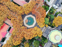 An aerial photo is showing the view of Wutong Avenue at the Sipai Lou Campus of Southeast University in Nanjing, Jiangsu Province, China, on...