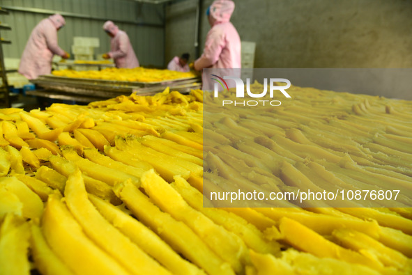 A worker is preparing sweet potato sticks to dry in an oven in Zaozhuang, Shandong Province, East China, on December 27, 2023. 