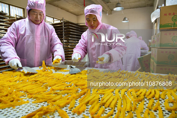 A worker is preparing sweet potato sticks to dry in an oven in Zaozhuang, Shandong Province, East China, on December 27, 2023. 