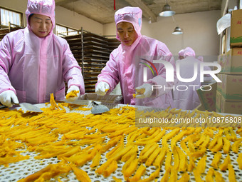 A worker is preparing sweet potato sticks to dry in an oven in Zaozhuang, Shandong Province, East China, on December 27, 2023. (