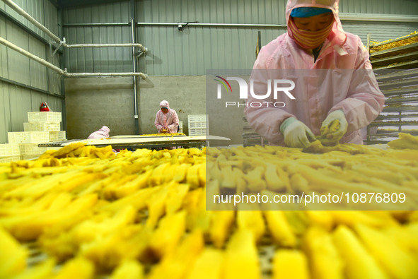 A worker is preparing sweet potato sticks to dry in an oven in Zaozhuang, Shandong Province, East China, on December 27, 2023. 