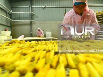 A worker is preparing sweet potato sticks to dry in an oven in Zaozhuang, Shandong Province, East China, on December 27, 2023. (