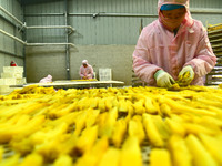 A worker is preparing sweet potato sticks to dry in an oven in Zaozhuang, Shandong Province, East China, on December 27, 2023. (