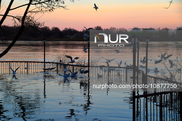 Birds are flying over the Danube as a wave of floods is expected on the river, in Budapest, Hungary, on December 28, 2023.  