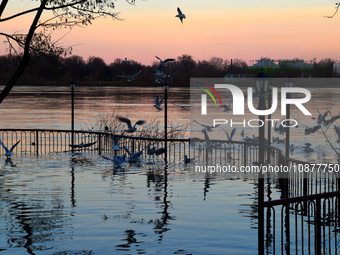 Birds are flying over the Danube as a wave of floods is expected on the river, in Budapest, Hungary, on December 28, 2023.  (