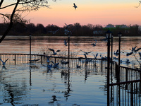 Birds are flying over the Danube as a wave of floods is expected on the river, in Budapest, Hungary, on December 28, 2023.  (