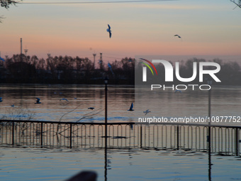 Birds are flying over the Danube as a wave of floods is expected on the river, in Budapest, Hungary, on December 28, 2023.  (