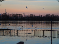 Birds are flying over the Danube as a wave of floods is expected on the river, in Budapest, Hungary, on December 28, 2023.  (