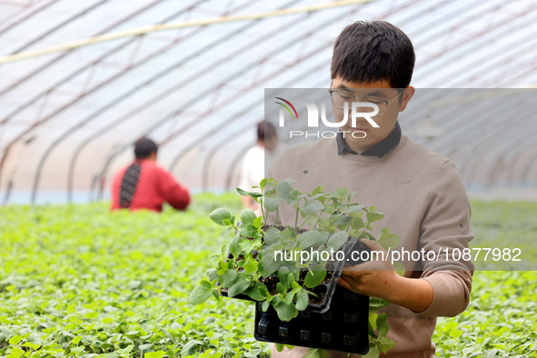 Liu Jilin, a master's student, is checking the growth of vegetable seedlings in a greenhouse at the seedling breeding base in Xiwangzhuang t...