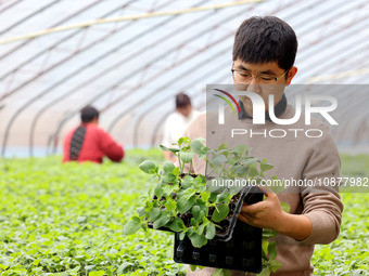 Liu Jilin, a master's student, is checking the growth of vegetable seedlings in a greenhouse at the seedling breeding base in Xiwangzhuang t...