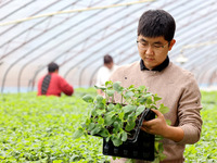 Liu Jilin, a master's student, is checking the growth of vegetable seedlings in a greenhouse at the seedling breeding base in Xiwangzhuang t...