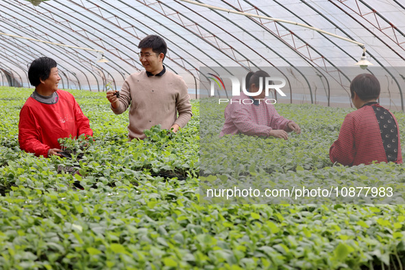 Liu Jilin, a master's student, is learning about the growth of vegetable seedlings bred in cold weather in a greenhouse at the seedling bree...