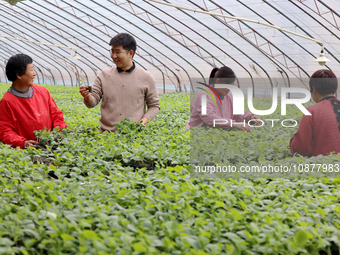 Liu Jilin, a master's student, is learning about the growth of vegetable seedlings bred in cold weather in a greenhouse at the seedling bree...