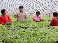 Liu Jilin, a master's student, is learning about the growth of vegetable seedlings bred in cold weather in a greenhouse at the seedling bree...