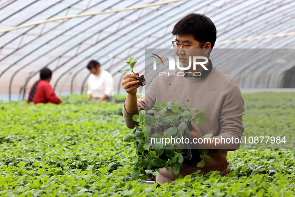 Liu Jilin, a master's student, is checking the growth of vegetable seedlings in a greenhouse at the seedling breeding base in Xiwangzhuang t...