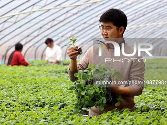 Liu Jilin, a master's student, is checking the growth of vegetable seedlings in a greenhouse at the seedling breeding base in Xiwangzhuang t...