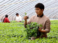 Liu Jilin, a master's student, is checking the growth of vegetable seedlings in a greenhouse at the seedling breeding base in Xiwangzhuang t...