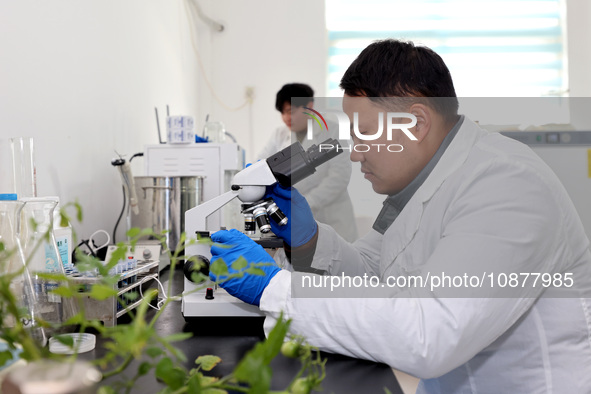 Yan Changzhi, a master's student, is using a microscope to diagnose diseases of vegetable seedlings in a laboratory at the seedling breeding...