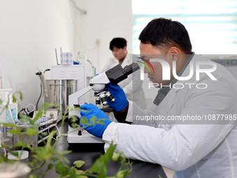 Yan Changzhi, a master's student, is using a microscope to diagnose diseases of vegetable seedlings in a laboratory at the seedling breeding...