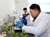 Yan Changzhi, a master's student, is using a microscope to diagnose diseases of vegetable seedlings in a laboratory at the seedling breeding...