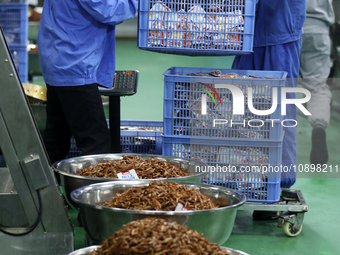 Workers are producing fish products at a workshop of a natural food company in Zixing, China, on January 4, 2024. (