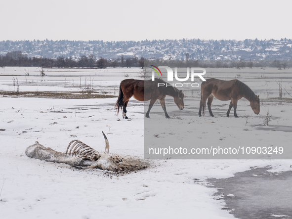 Farmers and authorities are teaming up to rescue nearly 200 cows and horses that are stuck on a Serbian river island, Krcedinska ada, on Jan...