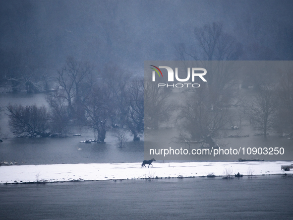 Horses and cows are waiting to be rescued on the flooded island of Krcedinska ada in Serbia, on January 8, 2024. 