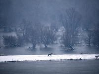 Horses and cows are waiting to be rescued on the flooded island of Krcedinska ada in Serbia, on January 8, 2024. (