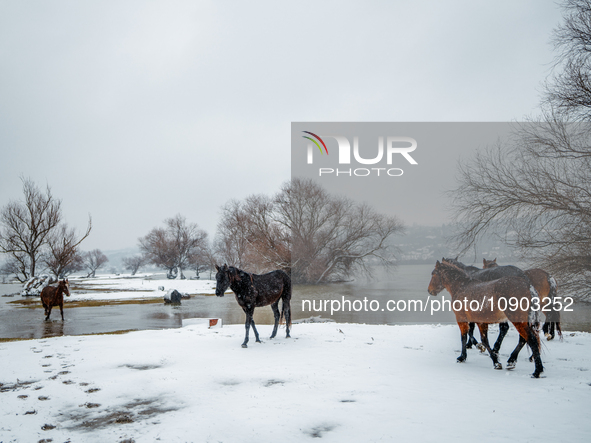 Horses and cows are waiting to be rescued on the flooded island of Krcedinska ada in Serbia, on January 8, 2024. 