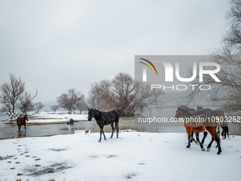 Horses and cows are waiting to be rescued on the flooded island of Krcedinska ada in Serbia, on January 8, 2024. (