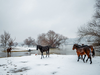 Horses and cows are waiting to be rescued on the flooded island of Krcedinska ada in Serbia, on January 8, 2024. (