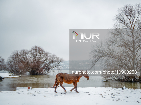 Horses and cows are waiting to be rescued on the flooded island of Krcedinska ada in Serbia, on January 8, 2024. 