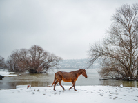 Horses and cows are waiting to be rescued on the flooded island of Krcedinska ada in Serbia, on January 8, 2024. (