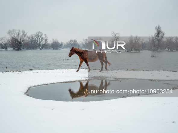 Horses and cows are waiting to be rescued on the flooded island of Krcedinska ada in Serbia, on January 8, 2024. 