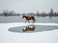 Horses and cows are waiting to be rescued on the flooded island of Krcedinska ada in Serbia, on January 8, 2024. (