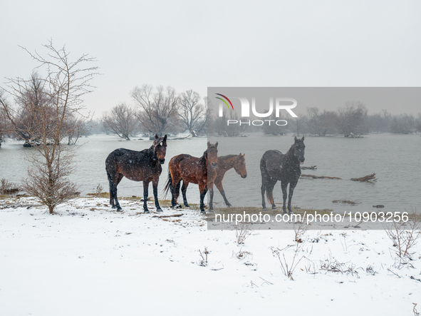 Horses and cows are waiting to be rescued on the flooded island of Krcedinska ada in Serbia, on January 8, 2024. 