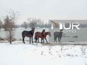 Horses and cows are waiting to be rescued on the flooded island of Krcedinska ada in Serbia, on January 8, 2024. (