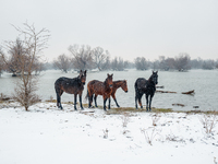 Horses and cows are waiting to be rescued on the flooded island of Krcedinska ada in Serbia, on January 8, 2024. (