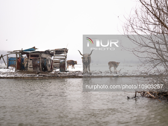 Horses and cows are waiting to be rescued on the flooded island of Krcedinska ada in Serbia, on January 8, 2024. 