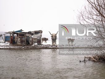 Horses and cows are waiting to be rescued on the flooded island of Krcedinska ada in Serbia, on January 8, 2024. (