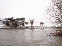 Horses and cows are waiting to be rescued on the flooded island of Krcedinska ada in Serbia, on January 8, 2024. (