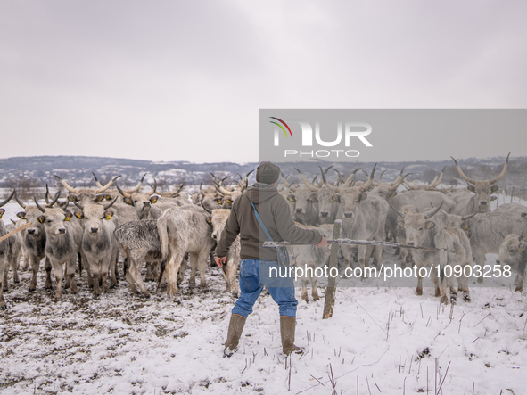 Farmers and authorities are teaming up to rescue nearly 200 cows and horses that are stuck on a Serbian river island, Krcedinska ada, on Jan...