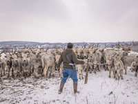 Farmers and authorities are teaming up to rescue nearly 200 cows and horses that are stuck on a Serbian river island, Krcedinska ada, on Jan...