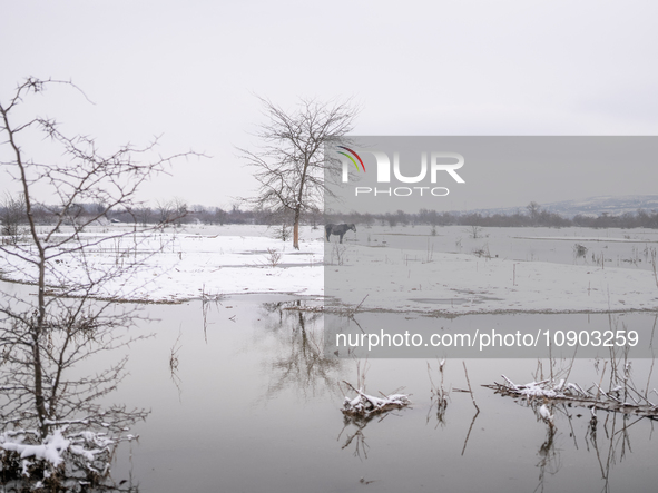 Farmers and authorities are teaming up to rescue nearly 200 cows and horses that are stuck on a Serbian river island, Krcedinska ada, on Jan...