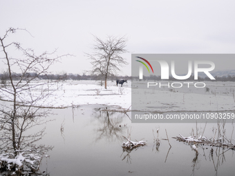 Farmers and authorities are teaming up to rescue nearly 200 cows and horses that are stuck on a Serbian river island, Krcedinska ada, on Jan...